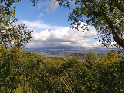 Maslinik Ante Kutleše