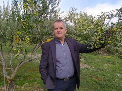 Maslinik Ante Kutleše