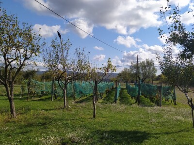 Maslinik Ante Kutleše