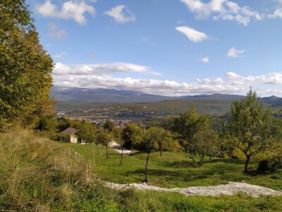 Maslinik Ante Kutleše