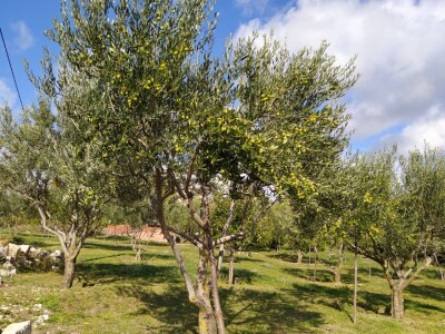 Maslinik Ante Kutleše