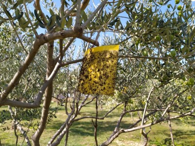 Maslinik Ante Kutleše