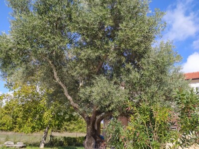 Maslinik Ante Kutleše