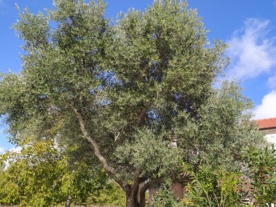 Maslinik Ante Kutleše