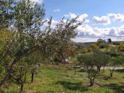 Maslinik Ante Kutleše