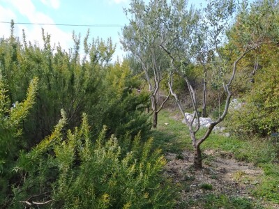 Maslinik Ante Kutleše