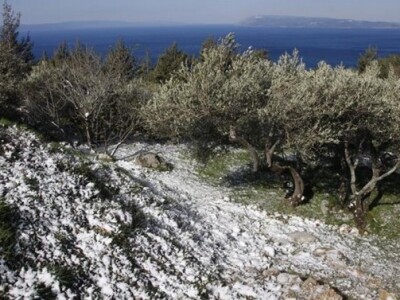 Maslinik na dalmatinskom otoku