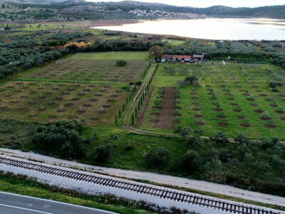 Maslinik Nikice Cukrova i Vjerana Paića Maslinik Nikice Cukrova i Vjerana Paića
