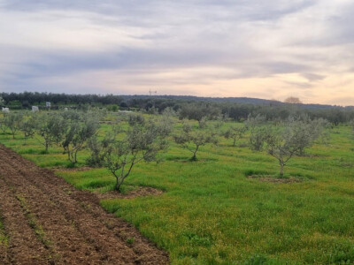 Maslinik Nikice Cukrova i Vjerana Paića Maslinik Nikice Cukrova i Vjerana Paića