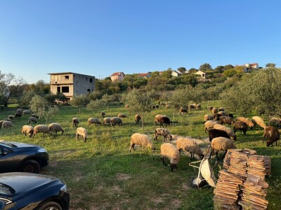Maslinik obitelji Malić Maslinik obitelji Malić