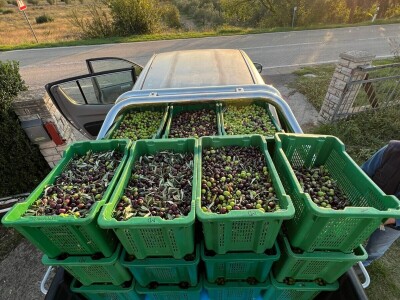 Maslinik obitelji Malić Maslinik obitelji Malić