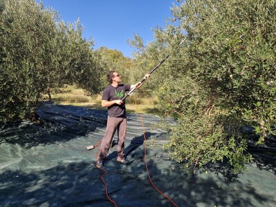 Maslinik obitelji Malić Maslinik obitelji Malić