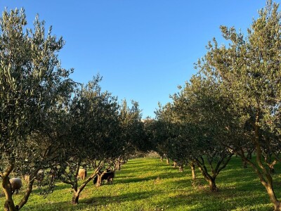 Maslinik obitelji Malić Maslinik obitelji Malić
