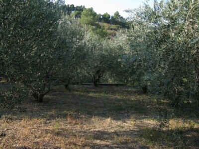 Maslinik u Kliškom polju koje je u punom zamahu obnove Maslinik u Kliškom polju koje je u punom zamahu obnove