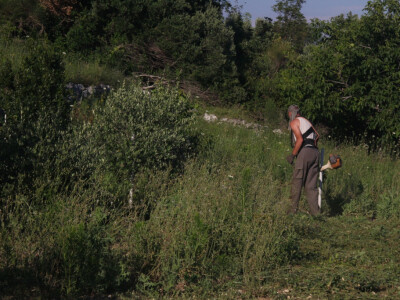 Radovi u masliniku OPG Prović
