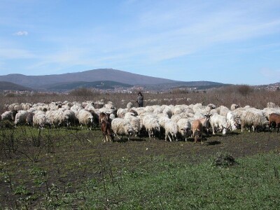 Maslino stado ovaca na ispaši u Sinjskom polju