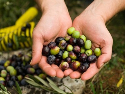 Maslinova muha oštetila plod masline