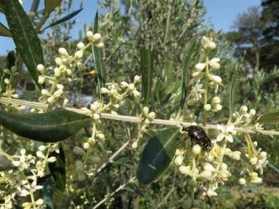 Maslinova muha u krošnji masline