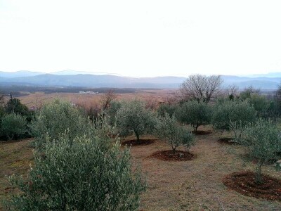 Maslinovo ulje iz Gruda tri godine zaredom osvaja priznanja Maslinovo ulje iz Gruda tri godine zaredom osvaja priznanja