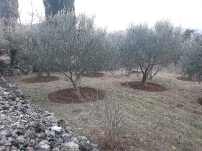 Maslinovo ulje iz Gruda tri godine zaredom osvaja priznanja Maslinovo ulje iz Gruda tri godine zaredom osvaja priznanja