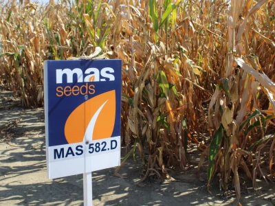 Mass Seed