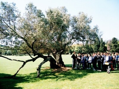 Mastrinka, maslina na Brijunima