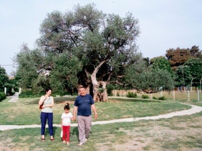 Mastrinka, najstarija maslina u Kaštel Štafiliću koja je ujedno i prirodni spomenik
