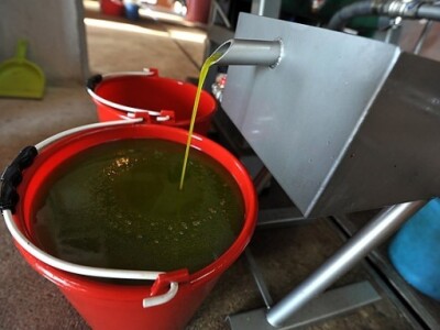 Zadruga Maslina i vino