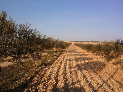 Maslinik se proteže na 40 ha