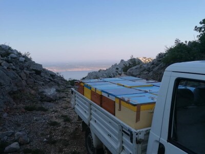 OPG PETAR MATAK - Pripravci od pčelinjeg otrova pomoći će ženama da ostanu vječno mlade?!