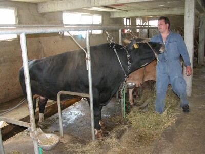 Mate Poljak i njegov najsnažniji bik na obiteljskoj farmi