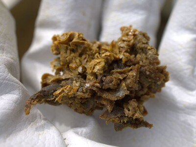 Prva specijalizirana konferencija na temu propolisa i zdravlja