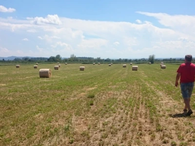 OPG Matešić