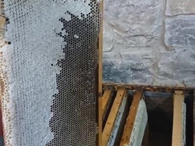Matična mliječ Hrvatin Matična mliječ Hrvatin