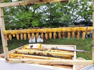 reprodukcija pčelinjih