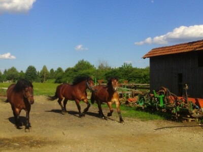 OPG Matijašević OPG Matijašević