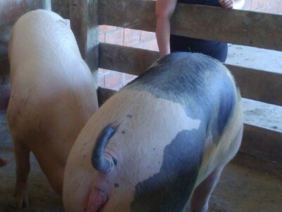 Matijaševići se bave i svinjogojstvom Matijaševići se bave i svinjogojstvom