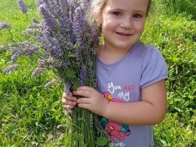 Branje lavande s ljubavlju - curica Mare Matijević