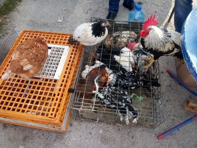 Mato Cvitić posjeduje farmu od oko petsto komada peradi