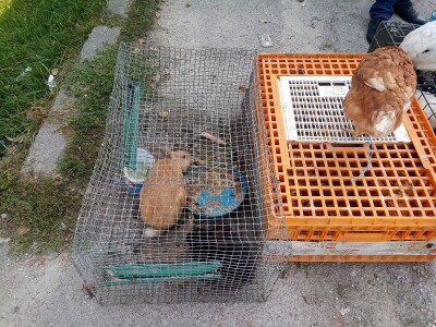 Mato Cvitić posjeduje farmu od oko petsto komada peradi