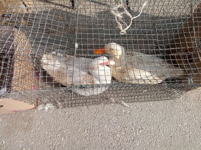 Mato Cvitić posjeduje farmu od oko petsto komada peradi