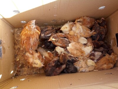 Mato Cvitić posjeduje farmu od oko petsto komada peradi