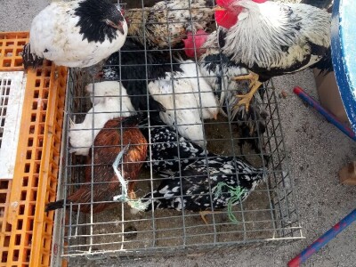 Mato Cvitić posjeduje farmu od oko petsto komada peradi