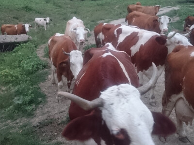 Krave na pašnjaku Bato Krave na pašnjaku Bato