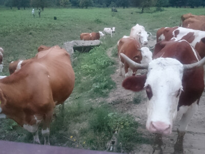 OPG Matokanović OPG Matokanović