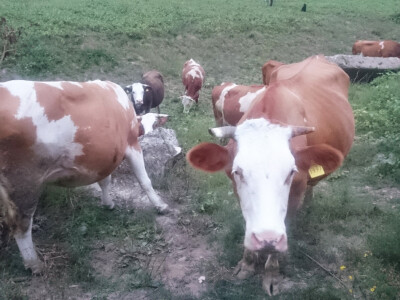 OPG Matokanović OPG Matokanović