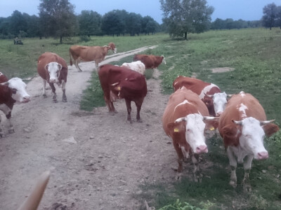 OPG Matokanović OPG Matokanović