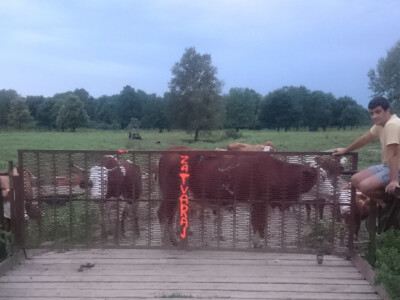 Krave se navečer vraćaju sa pašnjaka Krave se navečer vraćaju sa pašnjaka