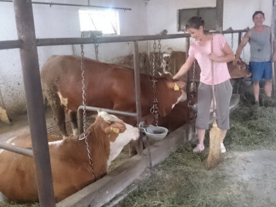 Junice u novoj staji Junice u novoj staji