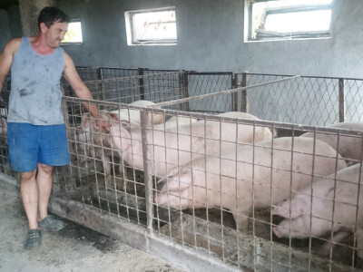 Matokanovići drže i svinje Matokanovići drže i svinje